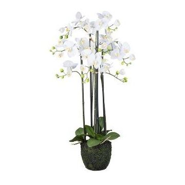 Dekorativní květina orchidej Phalaenopsis PINSARY, zemní koule, kořeny, bílá, 95cm