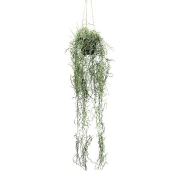 Dekorativní závěsný koš Tillandsia Usneoides FRULD v dekorativním květináči, zelený, 80cm