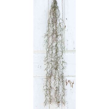 Art Tillandsia Usneoides CEVIN, tyčinka, zelená, 100 cm Art Tillandsia Usneoides CEVIN, tyčinka, zelená, 100 cm