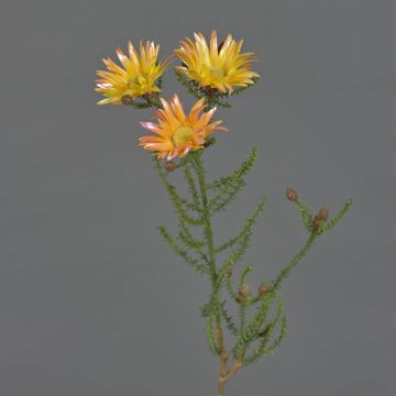 Dekorační slaměný květ BEYA, žluto-světle oranžový, 60cm, Ø6cm Dekorační slaměný květ BEYA, žluto-světle oranžový, 60cm, Ø6cm