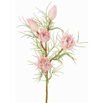 Dekorativní větev protea NOHEA, světle růžová, růžovo-bílý, 60cm, Ø3-6cm Dekorativní větev protea NOHEA, světle růžová, růžovo-bílý, 60cm, Ø3-6cm