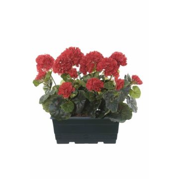 Umělé muškáty FLOREANA v květináči, 2 ks, červené, 24 x 11 x 35 cm Umělé muškáty FLOREANA v květináči, 2 ks, červené, 24 x 11 x 35 cm