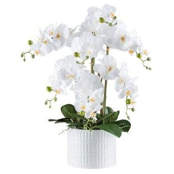 Dekorativní květina Phalaenopsis orchidej TOUNI, keramický květináč, kořeny, bílá, 60cm Dekorativní květina Phalaenopsis orchidej TOUNI, keramický květináč, kořeny, bílá, 60cm