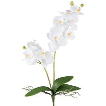 Dekorativní květina Phalaenopsis orchidej KRUZBER, tyč, kořeny, bílá, 55cm Dekorativní květina Phalaenopsis orchidej KRUZBER, tyč, kořeny, bílá, 55cm