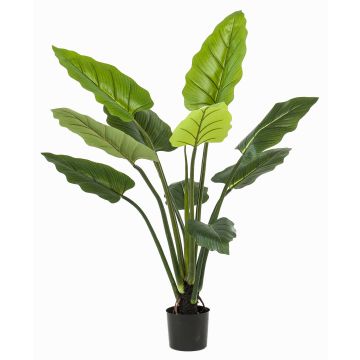 Pravá rostlina Calathea Rufibarba NUSAKAN, zelená, 120cm Pravá rostlina Calathea Rufibarba NUSAKAN, zelená, 120cm