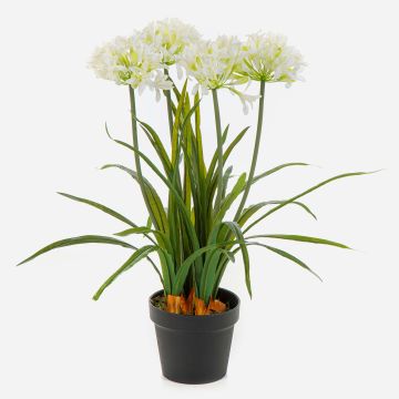 Umělá rostlina agapanthus LESEDA v dekorativním květináči, bílá, 65cm Umělá rostlina agapanthus LESEDA v dekorativním květináči, bílá, 65cm