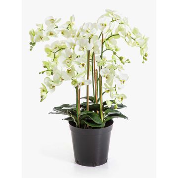 Umělá květina orchidej Phalaenopsis FINEA v dekorativním květináči, krémová, 85 cm