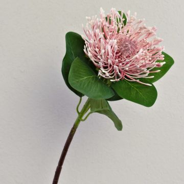 Umělá protea TANJA, růžovo-růžová, 65cm, Ø10cm Umělá protea TANJA, růžovo-růžová, 65cm, Ø10cm