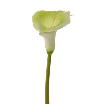 Umělá calla MIRAC, zeleno-bílá, 75cm, 12x15cm