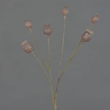 Umělé makové kapsle ASUMAN, hnědé, 70 cm Umělé makové kapsle ASUMAN, hnědé, 70 cm