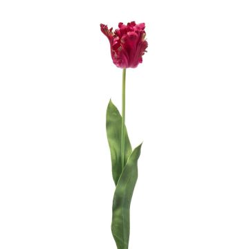 Dekorativní papouščí tulipán LUNIA, fuchsiový, 70cm Dekorativní papouščí tulipán LUNIA, fuchsiový, 70cm