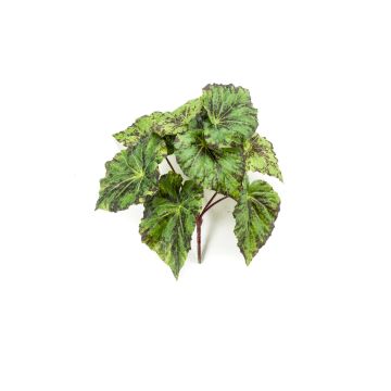 Umělá listová begonie MEIRA na zápichu, zeleno-černá, 25cm