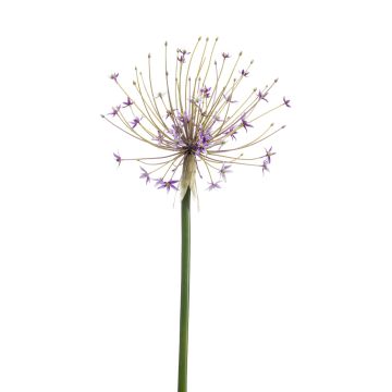 Plast Allium GETARIA, fialový, 105 cm Plast Allium GETARIA, fialový, 105 cm