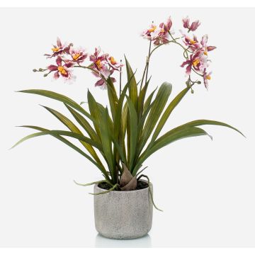 Umělecká orchidej oncidium COLUNGA v keramickém květináči, růžovo-fialová, 45cm