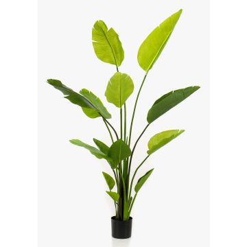 Umělá Strelitzia BEDAR, zelená, 150 cm