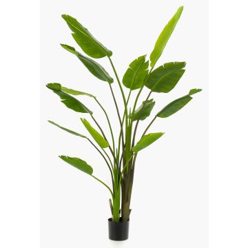 Umělá Strelitzia BEDAR, zelená, 180 cm