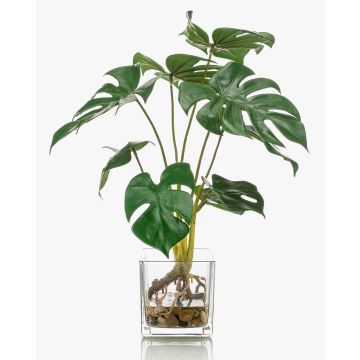 Dekorační filodendron monstera deliciosa PAVONIS ve skleněném květináči, 40cm Dekorační filodendron monstera deliciosa PAVONIS ve skleněném květináči, 40cm