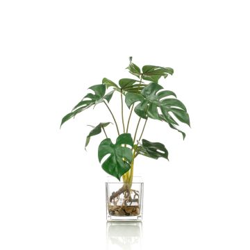 Dekorační filodendron monstera deliciosa PAVONIS ve skleněném květináči, 40cm Dekorační filodendron monstera deliciosa PAVONIS ve skleněném květináči, 40cm