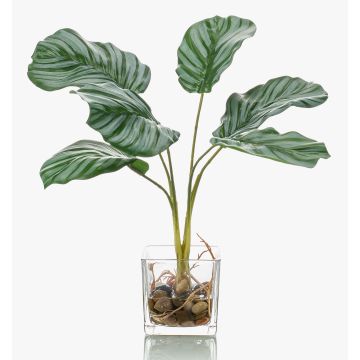 Dekorační kalatea orbifolia AGINA ve skleněném květináči, zelenobílá, 35cm Dekorační kalatea orbifolia AGINA ve skleněném květináči, zelenobílá, 35cm