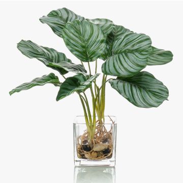 Dekorační kalatea orbifolia AGINA ve skleněném květináči, zelenobílá, 40cm Dekorační kalatea orbifolia AGINA ve skleněném květináči, zelenobílá, 40cm