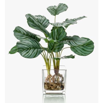 Dekorační kalatea orbifolia AGINA ve skleněném květináči, zelenobílá, 45cm Dekorační kalatea orbifolia AGINA ve skleněném květináči, zelenobílá, 45cm