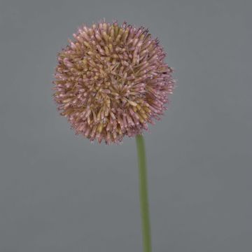 Umělé allium NATASHA, fialové, 65cm, Ø10cm Umělé allium NATASHA, fialové, 65cm, Ø10cm