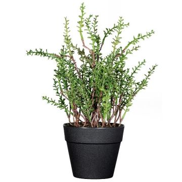 Dekorativní bylina tymián DURNAS v dekorativním květináči, zelená, 24cm Dekorativní bylina tymián DURNAS v dekorativním květináči, zelená, 24cm