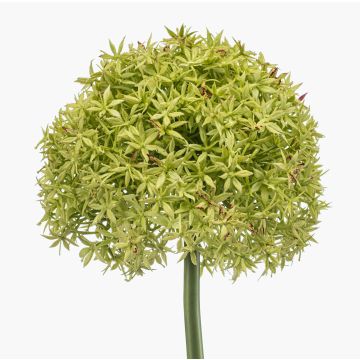 Umělé Allium PRAXEN, zelené, 90cm Umělé Allium PRAXEN, zelené, 90cm