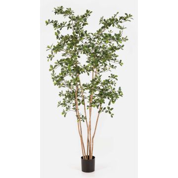 Umělý strom Bucida Buceras LEANDRI, přírodní kmen, zelený, 210cm
