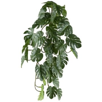 Dekorativn&iacute; z&aacute;věsn&aacute; rostlina Philodendron monstera deliciosa TRANE, tyčkov&aacute;, 50cm