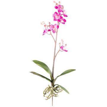 Umělá orchidej Phalaenopsis MALZA, tyč, kořeny, cerise, 55cm Umělá orchidej Phalaenopsis MALZA, tyč, kořeny, cerise, 55cm