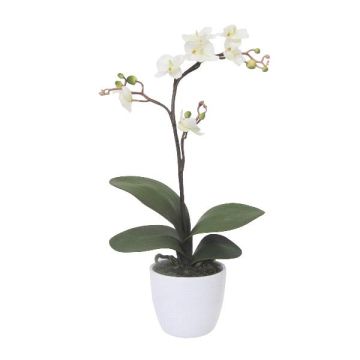 Umělá orchidej Phalaenopsis MALZA, tyčinka, kořeny, krémová, 55cm Umělá orchidej Phalaenopsis MALZA, tyčinka, kořeny, krémová, 55cm