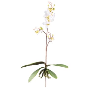 Umělá orchidej Phalaenopsis MALZA, tyčinka, kořeny, krémová, 55cm Umělá orchidej Phalaenopsis MALZA, tyčinka, kořeny, krémová, 55cm