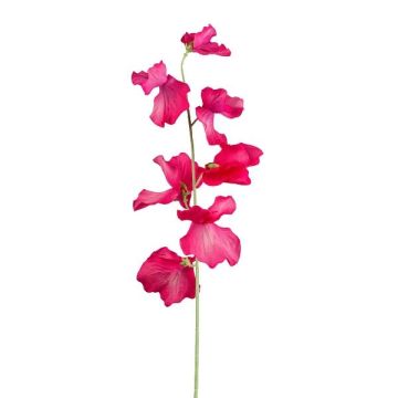 Umělá květina Lathyrus latifolius TERRAT, tmavě růžová, 50cm Umělá květina Lathyrus latifolius TERRAT, tmavě růžová, 50cm