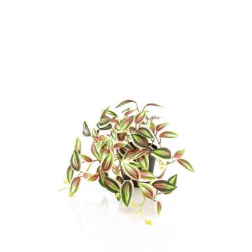 Umělá rostlina Tradescantia zebrina DIHALLU v dekorativním květináči, zeleno-červená, 19cm Umělá rostlina Tradescantia zebrina DIHALLU v dekorativním květináči, zeleno-červená, 19cm