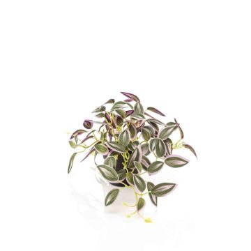 Umělá rostlina Tradescantia zebrina DIHALLU v dekorativním květináči, zelenofialová, 19cm Umělá rostlina Tradescantia zebrina DIHALLU v dekorativním květináči, zelenofialová, 19cm