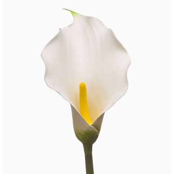 Umělá kalina KIVARP, bílá, 85cm