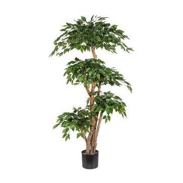Umělý stromek Ficus Benjamini WALNUTA, přírodní stonky, 170cm Umělý stromek Ficus Benjamini WALNUTA, přírodní stonky, 170cm