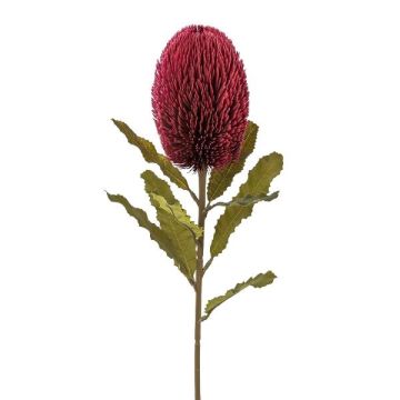 Umělá květina Banksia robur BRAGEK, vínově červená, 65cm Umělá květina Banksia robur BRAGEK, vínově červená, 65cm