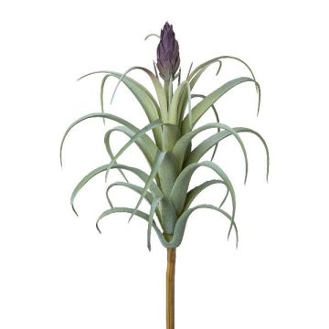 Umělý sukulent Tillandsia stricta KROST, stonek, květ, zeleno-fialový, 23cm