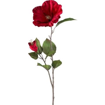 Sametový květ trubače WINSOP, rubínově červený, 80cm