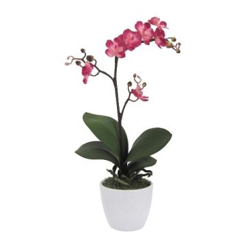 Dekorativní květina orchidej Phalaenopsis CRILBOR, keramický květináč, kořeny, cerise, 55cm