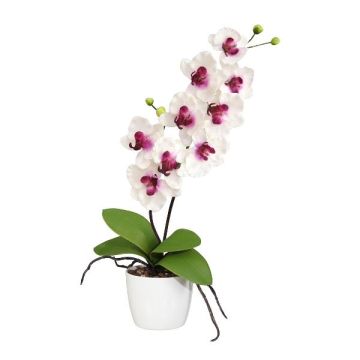 Dekorativní květina Phalaenopsis orchidej MORLEK, keramický květináč, kořeny, bílo-fialová, 60cm