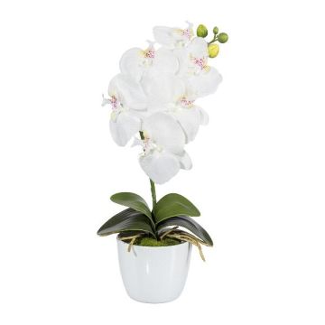 Dekorativní květina orchidej Phalaenopsis DRINTOR, keramický květináč, kořeny, bílá, 40cm