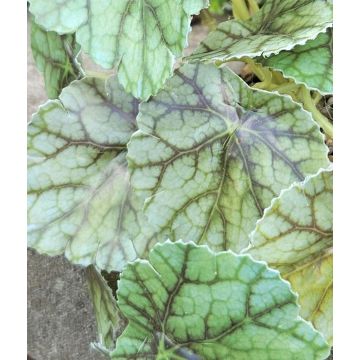 Umělá rostlina kopřiva barevná WOLINDA, dekorativní květináč, závěsná, zelená, 16cm