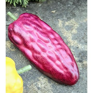 Dekorativní plod kakaovník FORDIHAN, fialový, 13cm