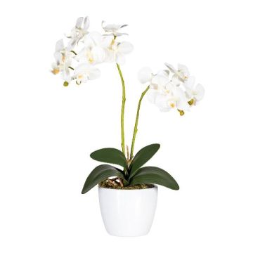 Dekorativní květina orchidej Phalaenopsis FRUXO, keramický květináč, kořeny, bílá, 50cm Dekorativní květina orchidej Phalaenopsis FRUXO, keramický květináč, kořeny, bílá, 50cm