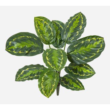 Dekorativní medailon Calathea FLEURETTA, tyčinka, zelenožlutá, 50cm Dekorativní medailon Calathea FLEURETTA, tyčinka, zelenožlutá, 50cm