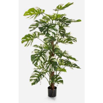 Dekorativní filodendron Monstera Deliciosa Variegata MEBSUTA, zelenobílý, 160cm Dekorativní filodendron Monstera Deliciosa Variegata MEBSUTA, zelenobílý, 160cm
