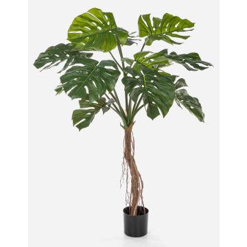 Dekorativní filodendron Monstera Deliciosa IDALINA, kořeny, 130cm